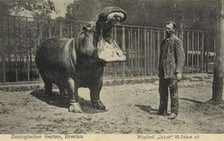Wrocławskie zoo przed wojną