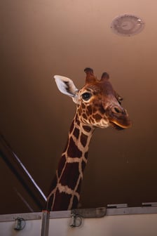 Inuka jedzie do Amsterdamu