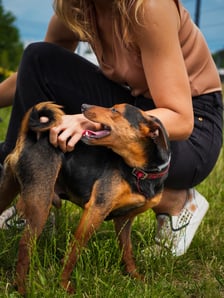 <p>Psy do adopcji z wrocławskiego schroniska -&nbsp;<span class="x193iq5w xeuugli x13faqbe x1vvkbs x1xmvt09 x1lliihq x1s928wv xhkezso x1gmr53x x1cpjm7i x1fgarty x1943h6x xudqn12 x3x7a5m x6prxxf xvq8zen xo1l8bm xzsf02u x1yc453h" dir="auto">trzy iskierki - Szafa (najmniejsza), Piekarnik (najciemniejszy) oraz Stryjek (czerwona obroża) - szukają wspaniałych dom&oacute;w!</span></p>