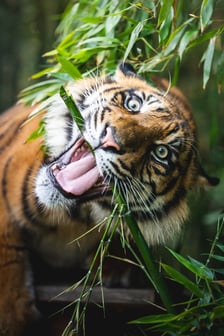 <p>Pierwsze urodziny tygrys&oacute;w-czworaczk&oacute;w z wrocławskiego zoo. Na zdjęciu tygrys Hari.</p>