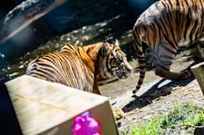 Pierwsze urodziny tygrysów-czworaczków z wrocławskiego zoo