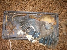 <p>Wr&oacute;bel przyklejony do lepu na owady</p>