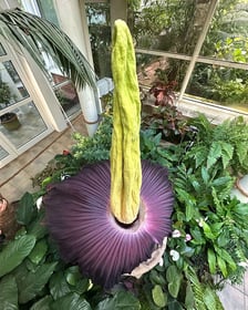 <p>Dziwidło olbrzymie zakwitło w Ogrodzie Botanicznym UW w Warszawie.</p>