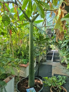 <p>Dziwidło olbrzymie z Ogrodu Botanicznego UWr. Na razie jest w fazie liścia. Zakwitnie prawdopodobnie za dwa lata.</p>