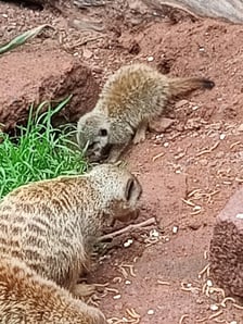 Surykatki z wrocławskiego zoo