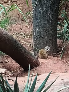 Surykatki z wrocławskiego zoo