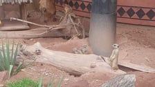 Surykatki z wrocławskiego zoo