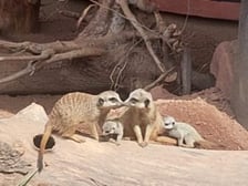 Surykatki z wrocławskiego zoo
