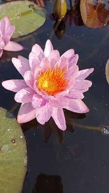 Nenufary, czyli grzybienie w Ogrodzie Botanicznym