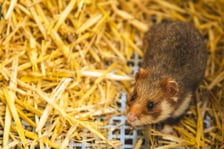 Chomiki europejskie z wrocławskiego zoo