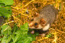 Chomiki europejskie z wrocławskiego zoo