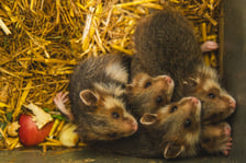 Chomiki europejskie z wrocławskiego zoo