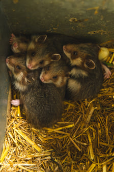 Chomiki europejskie z wrocławskiego zoo