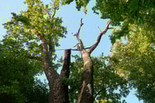 <p>Dąb szypułkowy, ul. G&oacute;recka 2</p>