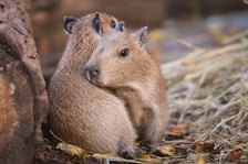 <p>Na zdjęciu małe kapibary w Zoo Wrocław</p>