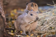 <p>Na zdjęciu małe kapibary w Zoo Wrocław</p>