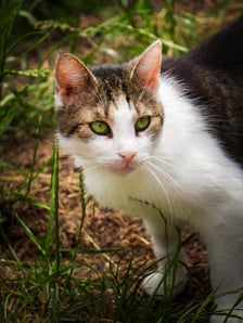 <p>Kot do adopcji</p>