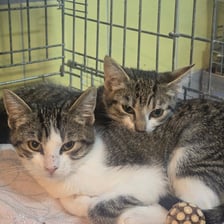 <p>Koty do adopcji</p>