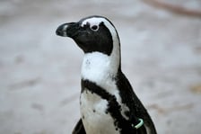 <p>Wrocławskie zoo łączy siły z Politechniką, by ratować zagrożone wyginięciem pingwiny przylądkowe za pomocą sztucznej inteligencji</p>