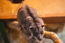 Kuskus ziemny o imieniu Missol