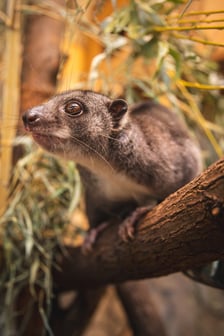 Kuskus ziemny o imieniu Missol