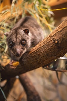 Kuskus ziemny o imieniu Missol