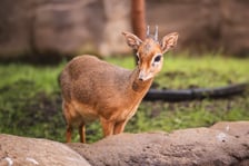 Nowy mieszkaniec naszego zoo, dikdik