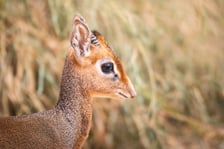 Nowy mieszkaniec naszego zoo, dikdik
