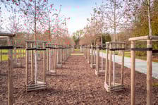 Dzieci z pieczy zastępczej sadzą drzewa w powstających Ogrodach Szczytnickich