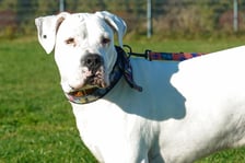 <p>Codi nr ew 464/25 - Codi to 4-letni pies w typie doga argentyńskiego &mdash; wesoły, towarzyski, ale też mocno humorzasty. Bardzo silnie przywiązuje się do swojego opiekuna, co sprawia, że w stosunku do obcych os&oacute;b potrafi zachowywać się nieufnie lub reagować negatywnie.</p>
<p>Mimo swojej postury, Codi ma miękkie serce dla małych psiak&oacute;w &mdash; jest wobec nich łagodny i chętnie się bawi.</p>
<p>Szukamy dla niego doświadczonej osoby, kt&oacute;ra rozumie potrzeby tej rasy, potrafi pracować z psem emocjonalnym i zapewni Codiemu stabilny, spokojny dom z ograniczonym gronem domownik&oacute;w.</p>