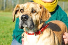 <p>Barry nr ew 500/25 -&nbsp;Barry to 5-letni pies, kt&oacute;ry został oddany pod opiekę przyjaciela rodziny, gdy właściciel wyjechał za granicę - ostatecznie nigdy po niego nie wr&oacute;cił. Barry jest miły, towarzyski, szuka domu, w kt&oacute;rym odzyska poczucie bezpieczeństwa i będzie m&oacute;gł zaufać człowiekowi. W razie potrzeby nowi opiekunowie mogą liczyć na wsparcie behawiorysty.</p>