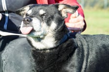 <p>Miłek nr ew 560/25 -&nbsp;Miłek to 10-letni psiak, kt&oacute;ry po śmierci opiekuna trafił pod opiekę rodziny, jednak po dw&oacute;ch latach został oddany do schroniska. Teraz czeka na swoją szansę na prawdziwy, bezpieczny dom, w kt&oacute;rym wreszcie zazna spokoju i troski. To delikatny, spokojny pies, kt&oacute;ry bardzo zasługuje na drugą szansę.</p>