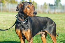 <p>Ares nr ew. 635/25 -&nbsp;Ares to około 5-letni, spokojny i nieco nieśmiały psiak, kt&oacute;ry potrzebuje czasu, by zaufać. Jest grzeczny w domu, zna podstawowe komendy, ładnie chodzi na smyczy. Dobrze dogaduje się z innymi psami. Szukamy dla niego cierpliwego i doświadczonego opiekuna, kt&oacute;ry zapewni mu spok&oacute;j, stabilizację i miłość.&nbsp;</p>