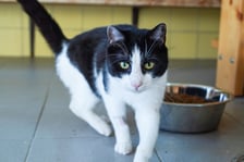 <p>Klemens nr ew 889/25 - Klemens &ndash; 3-letni kocurek, uratowany z ogrod&oacute;w działkowych, potrzebuje bezpiecznego i kochającego domu.</p>
<p>Potrafi wykazywać negatywne zachowania wobec ludzi, dlatego najlepiej sprawdzi się u cierpliwych i wyrozumiałych opiekun&oacute;w.</p>
<p>Szukamy dla niego domu, w kt&oacute;rym zostanie zaakceptowany takim, jaki jest, z możliwością stopniowego budowania relacji.</p>