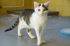 <p>Marika nr ew 1020/25 -&nbsp;Marika to 5-miesięczna kotka, kt&oacute;ra po nieudanej adopcji wr&oacute;ciła do schroniska. Zmienia się z przestraszonej i wycofanej kotki powoli pokazując swoje delikatne, przyjazne oblicze.</p>
<p>Potrzebuje spokojnego domu, cierpliwego opiekuna i doświadczonej, empatycznej osoby, kt&oacute;ra pomoże jej w pełni odzyskać zaufanie do człowieka.</p>