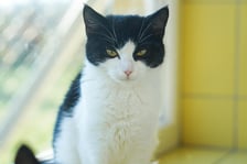 <p>Miśka nr ew 1097/25 -&nbsp;Miśka to około 8-miesięczna koteczka, uratowana z ogrod&oacute;w działkowych, kt&oacute;ra potrzebuje bezpiecznego, kochającego domu. Jest delikatna, nieśmiała i p&oacute;łdzika, unika kontaktu z człowiekiem, ale przy cierpliwości i zrozumieniu może zaufać opiekunowi.</p>
<p>Szukamy dla niej spokojnego, wyrozumiałego domu, najlepiej u os&oacute;b znających potrzeby kot&oacute;w p&oacute;łdzikich.&nbsp;</p>