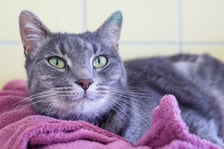 <p>Eira nr ew 1149/25 - Eira to przeurocza, około 2-letnia kotka, kt&oacute;ra trafiła do schroniska jako znaleziona.</p>
<p>Jest przyjazna, łagodna i spokojna &mdash; lubi towarzystwo człowieka oraz ceni sobie spok&oacute;j i czułość.</p>
<p>Eira jest gotowa, by rozpocząć nowe życie w kochającym domu.</p>