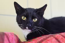 <p>Wiko nr ew 603/25 - Wiko to około 3-letni kocurek, znaleziony na ulicy. Ma eleganckie czarne futerko z białymi dodatkami, kt&oacute;re nadają mu wyjątkowego uroku.</p>
<p>Niedawno przeszedł amputację łapki, ale dzielnie sobie radzi i uczy się życia na nowo.</p>
<p>Na razie jest bardzo zestresowany i&nbsp; unika kontaktu z ludźmi. Potrzebuje czasu, spokoju i cierpliwości, by zn&oacute;w zaufać człowiekowi.</p>
<p>Wierzymy, że już wkr&oacute;tce Wiko otworzy się i pokaże swoje prawdziwe, kocie serce.</p>