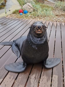 <p>Na wybiegu zewnętrznym kotik&oacute;w. Na zdjęciu Nelson</p>