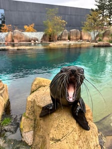Na wybiegu zewnętrznym kotików