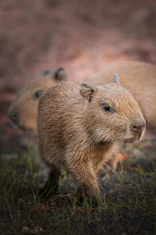 Młode kapibary z wrocławskiego zoo