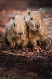 Młode kapibary z wrocławskiego zoo