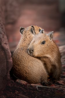 Młode kapibary z wrocławskiego zoo