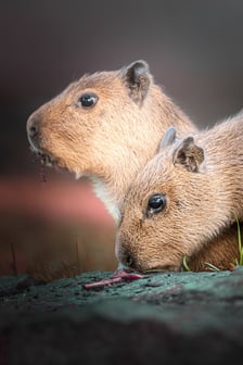 Młode kapibary z wrocławskiego zoo