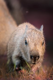 Młode kapibary z wrocławskiego zoo