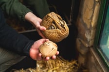 Młoda samica bolity południowego