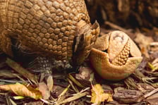 Młoda samica bolity południowego