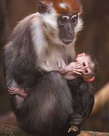 Mała mangaba rudoczelna z mamą