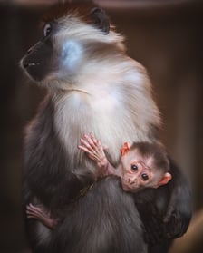 Mała mangaba rudoczelna z mamą