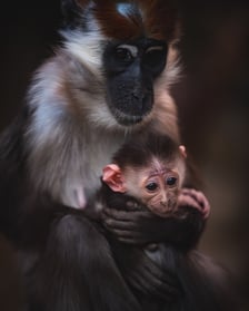 Mała mangaba rudoczelna z mamą